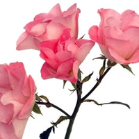 Rosa Ramificada Pink Butterfly Jardín Rosa 40cm (x6)