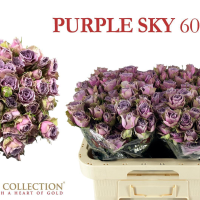 Rosa Ramificada Purple Sky Lavanda 60cm (x10)