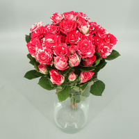 Rosa Ramificada Fireworks Blanco/Rosa 40cm (x10)