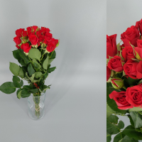 Rosa Ramificada Mirabel Rojo 40cm (x10)