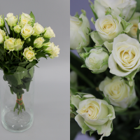 Rosa Ramificada Snowflake Blanco 40cm (x10)