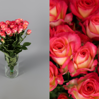 Rosa Ramificada Summer Dance Blanco/Rosa 40cm (x10)