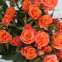 Rosa Ramificada Orange Star Naranja 50cm (x10)