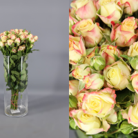 Rosa Ramificada Candelicious Crema 40cm (x10)