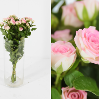 Rosa Ramificada Creamy Twister Blanco/Rosa 70cm (x10)