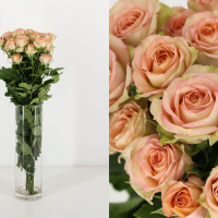 Rosa Ramificada Azore Blanco/Rosa 40cm (x10)