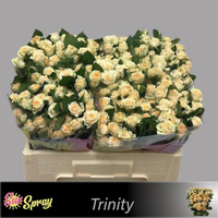 Rosa Ramificada Trinity Melocotón 50cm (x10)