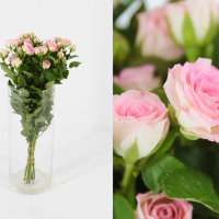 Rosa Ramificada Creamy Twister Blanco/Rosa 40cm (x10)