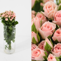 Rosa Ramificada Lydia Rosa Claro 40cm (x10)