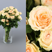 Rosa Ramificada Sancerre Crema 50cm (x10)