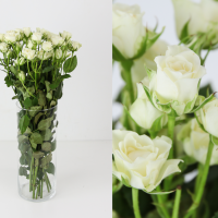 Rosa Ramificada Snowflake Blanco 50cm (x10)