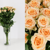Rosa Ramificada Trinity Melocotón 40cm (x10)