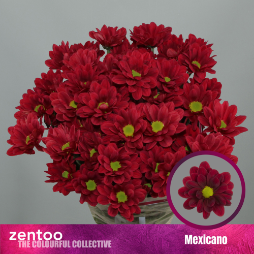Crisantemo Mexicano