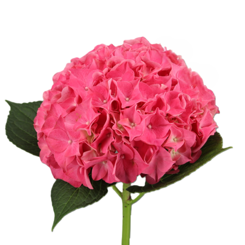 Caixa de 20 Hortènsies Fúcsia per a Esdeveniments, Flor fresca de 60 cm de llarg, ram de 20 tiges