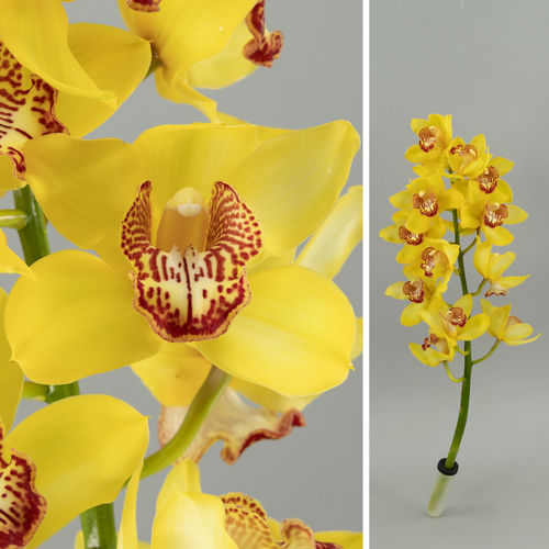 Orquídia Cymbidium Monica groga, Flor fresca de 60 cm de llarg