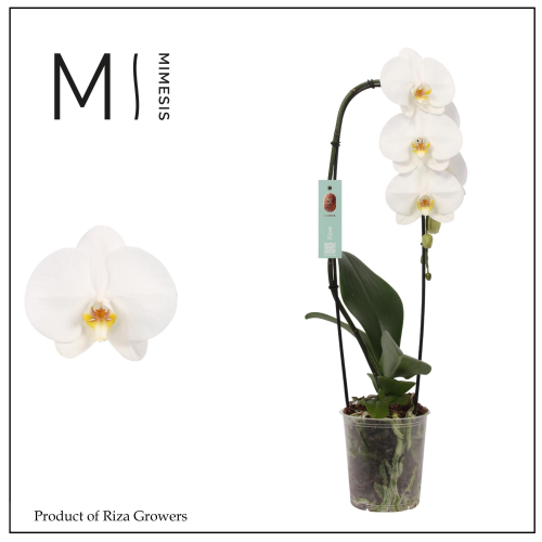 Phalaenopsis Cascade Tokyo Orkidea, Lore Handikoa, 50 cm garaiko landarea, 8 unitateko sorta