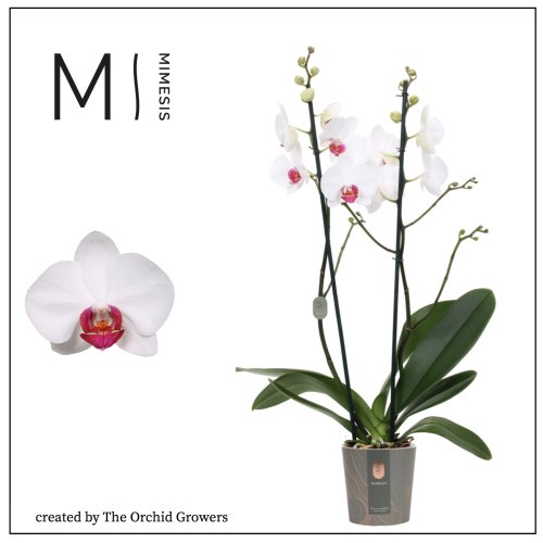 Phalaenopsis Red Eye orkidea, 70 cm garaiko landarea