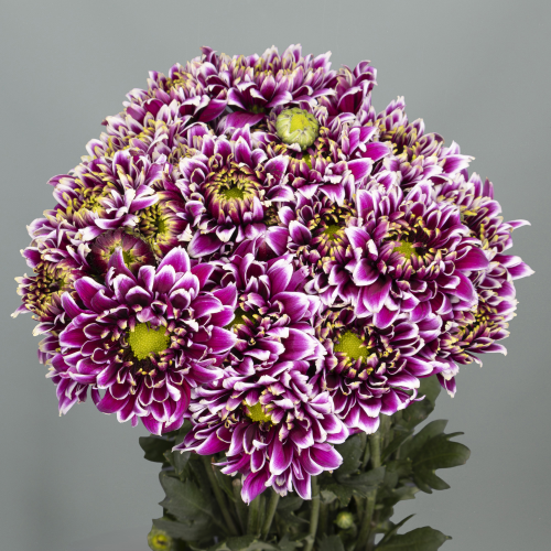 Crisantemo Amethyst Dark