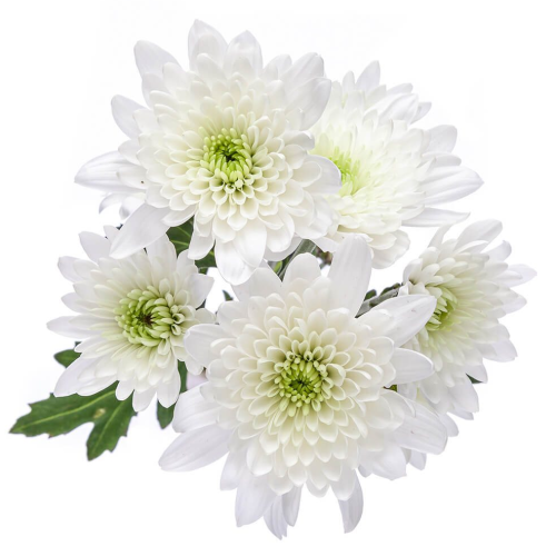 Crisantemo Maisy White