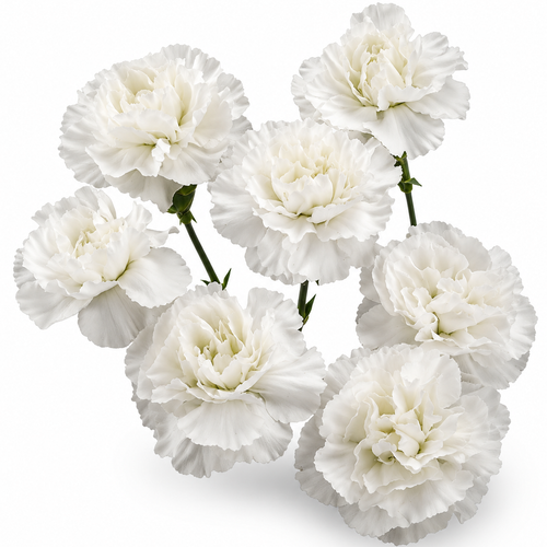 Ramo de 10 claveles mini Artic blancos (Dianthus caryophyllus), Flor fresca de 70 cm de largo, 10 tallos