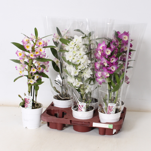 Orquídea Dendrobium Nobile Cores Variadas, Planta de 40 cm de alto, lote de 6 unidades