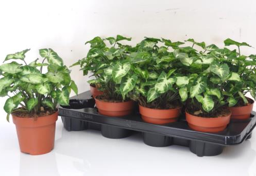 Planta Syngonium Pixie, Planta de 30 cm d'alçada, lot de 8 unitats
