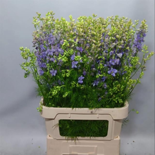 Caixa de Delphinium Consolida Lavanda Qis Violet, Flor fresca, 80 ou 100 unidades de 90-100 cm