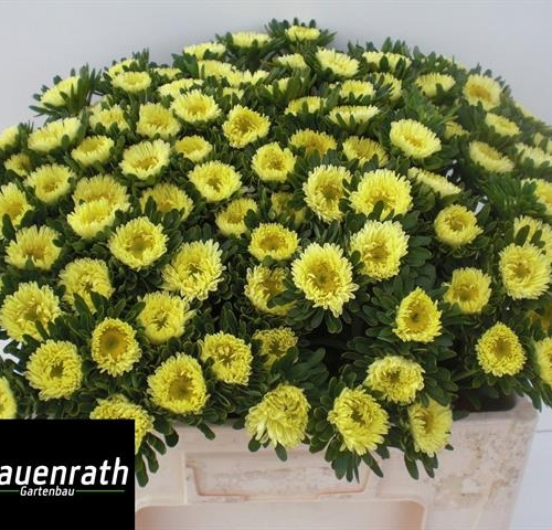 Callistephus groc 50 cm, Flor fresca, ram de 20 tiges