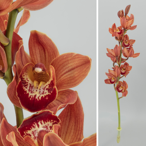 Orquídia Cymbidium Mrs Britney Teula, Flor fresca de 80 cm de llarg
