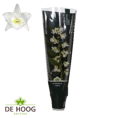 Orchidée Dendrobium nobile Star Class Apollon blanche, 6 plantes
