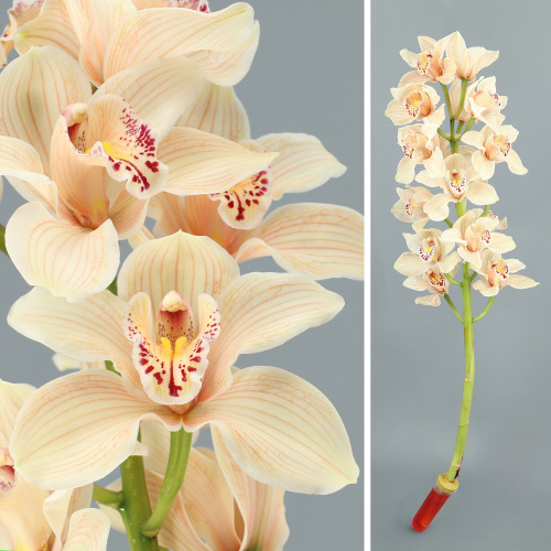 Cymbidium pexego tinguido, 1 talo