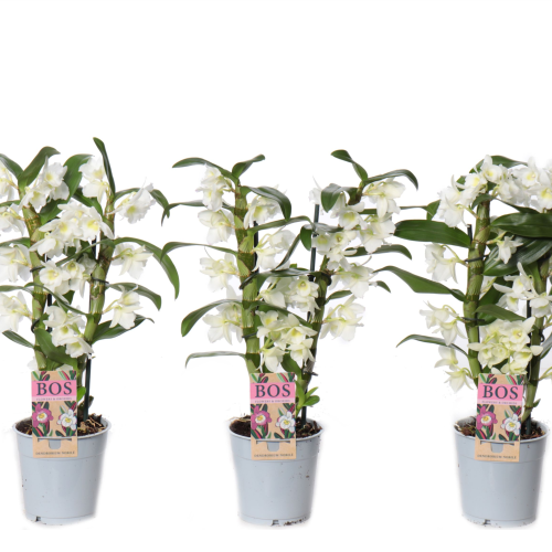 Orchidée Dendrobium Spring Dream ‘Apollon’ blanche, 6 plantes