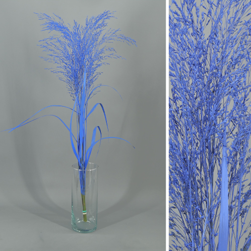 Panicum pintado azul preservado, 50-70 cm de comprimento