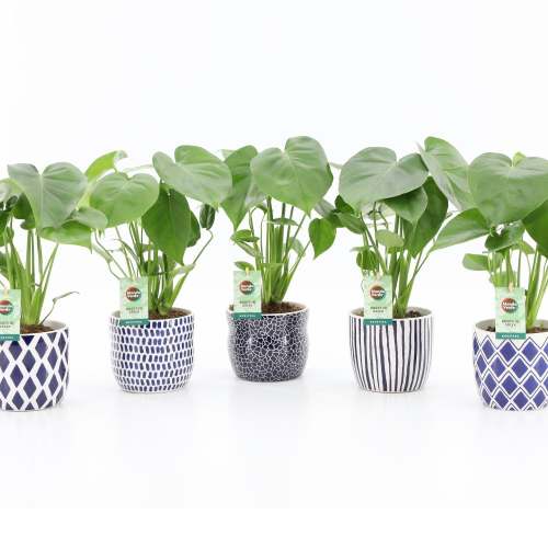 Monstera deliciosa en ceràmica blava, Planta de 40 cm d'alçada, lot de 6 unitats