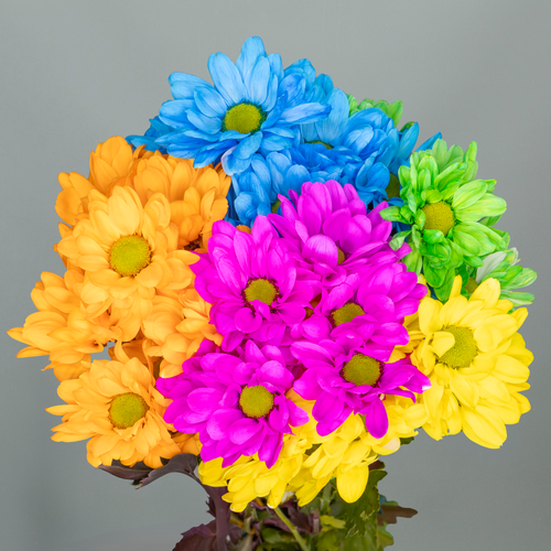 Crisantemo Chic Mono Rainbow Pintado