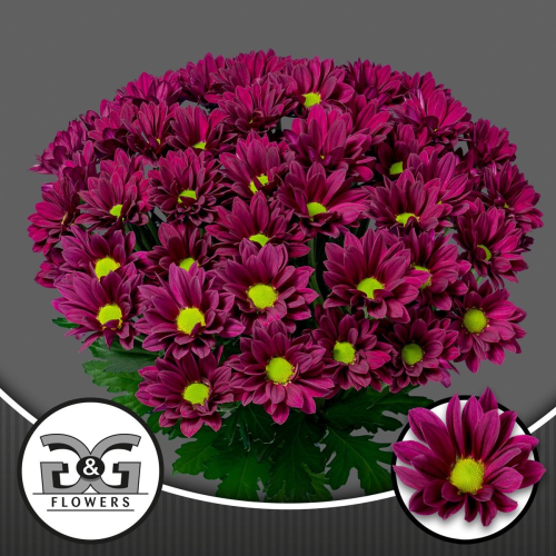 Crisantemo Purple Star