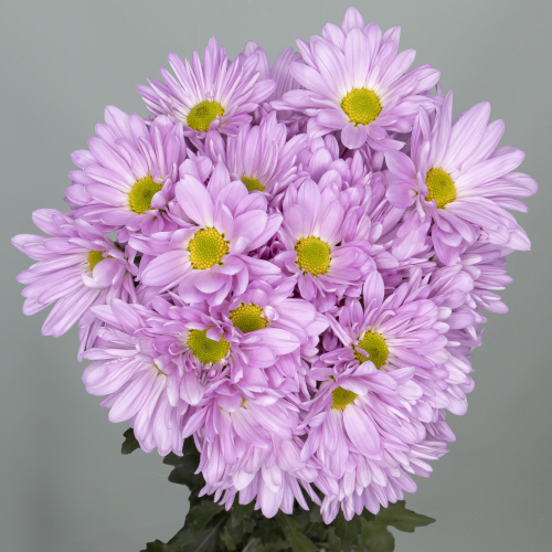 Crisantemo Atlantis Pink