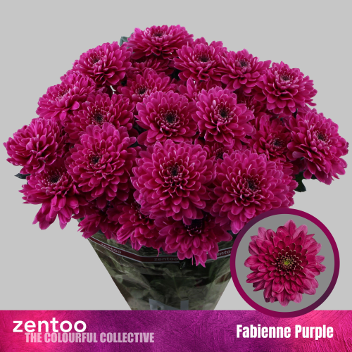 Crisantemo Fabienne Purple