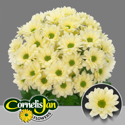 Crisantemo Resq Cream