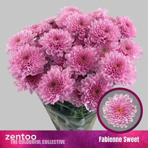 Crisantemo Fabienne Sweet