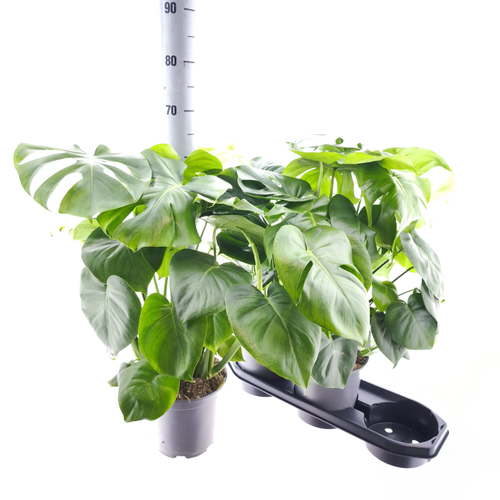 Costella d'Adam Monstera deliciosa 60 cm, 4 plantes per test, lot de 3 testos, Planta