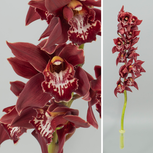 Orquídia Cymbidium Red Mahagony Granat, Flor fresca de 80 cm de llarg