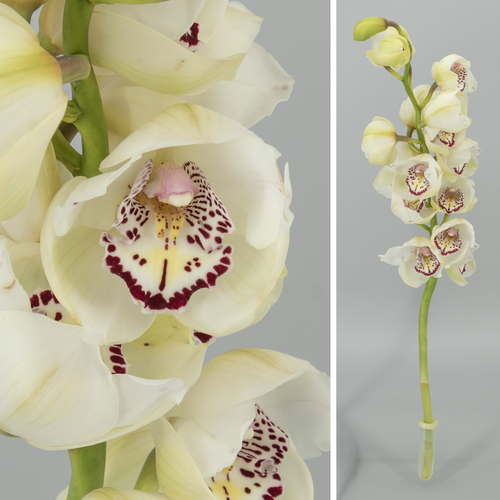 Orquídia Cymbidium Andy Legend blanca, Flor fresca de 80 cm de llarg