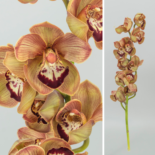 Cymbidium Brown Mahagony Marró, Flor fresca de 80 cm de llarg