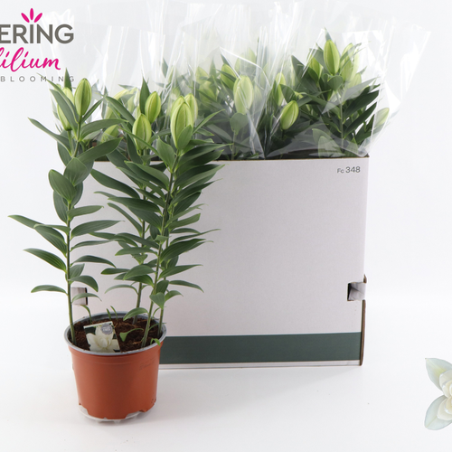 Lilium Sunny Double Bounty, Lirio Blanco, Planta de 60 cm de alto, pack de 6 uds