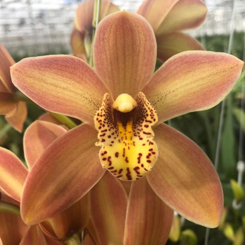 Orquídia Cymbidium Mini Royal Peach teula, Flor fresca de 40 cm de llarg