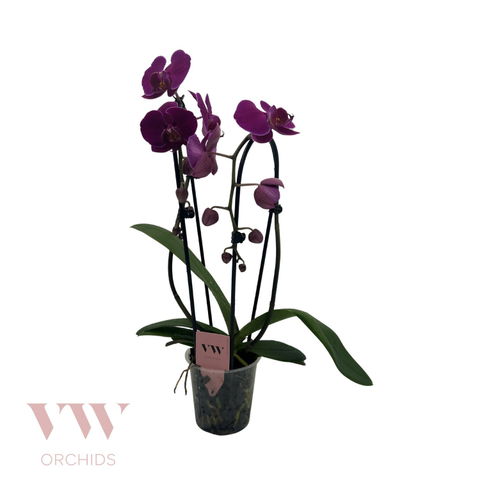 Phalaenopsis Queenstown Orkidea Fuksia, 45 cm garaiko landarea, 6 unitateko sorta