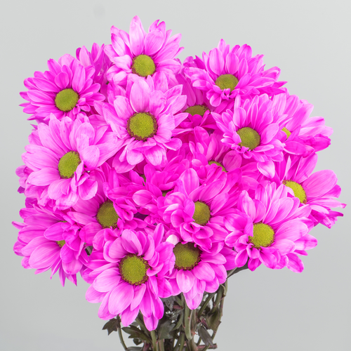 Crisantemo  Chic Cerise Pintado