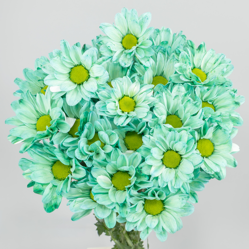 Crisantemo  Chic Mint Pintado