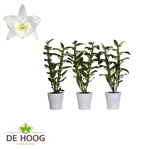 Orchidée Dendrobium nobile Star Class Apollon blanche, 6 plantes
